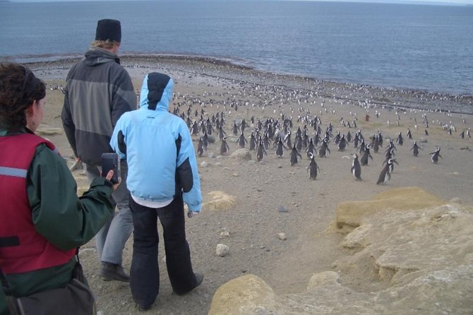 How to Book a Penguin Tour in Punta Arenas